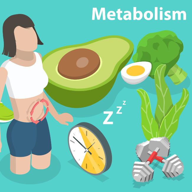 How Your Metabolism Affects Weight Loss | Blog