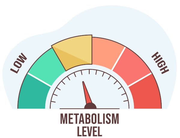 How to Restore Your Metabolism